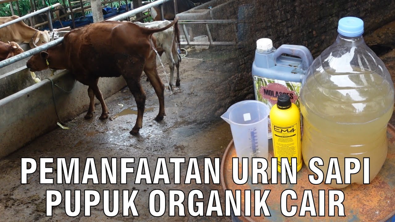 
                                 Pemanfaatan-Urin-Sapi-Pupuk-Organik-Cair